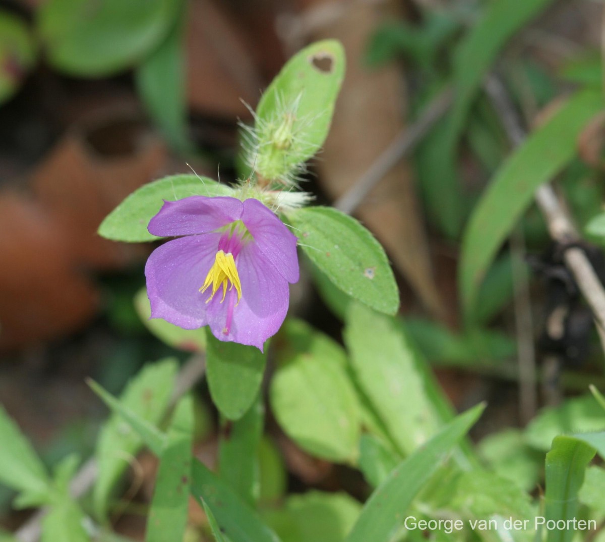 Osbeckia zeylanica L.f.